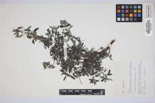 Forsskaolea angustifolia Retz.