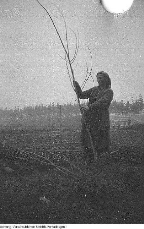 Pirna, Graupa. Reportage - Landwirtschaft, Dezember 1953