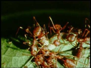 Oecophylla smaragdina (Formicidae) - Nestbau und Brückenbildung, Trophobiose (Freilandaufnahmen)