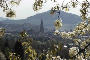 Freiburg i. Br.: Frühling an der Eichhalde: Blüten und Blick auf das Münster