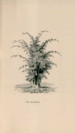 The bamboo
