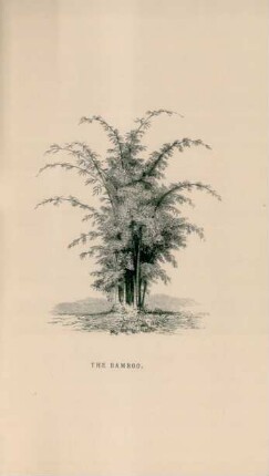 The bamboo