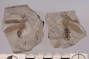 Bockkäfer (Cerambycinae)
