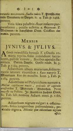 Mensis Junius & Julius