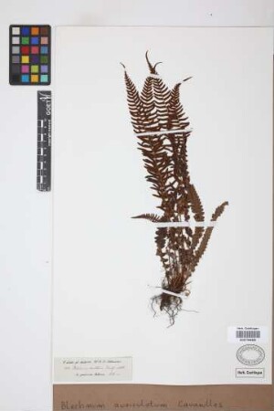 Blechnum auriculatum Cav.