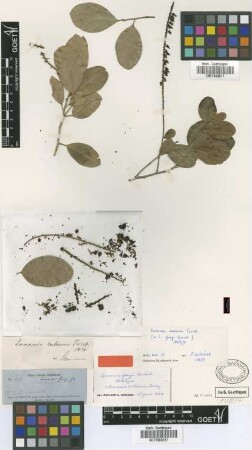 Lunania cubensis Turcz.