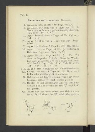 Tab. 14 Bacterium coli commune