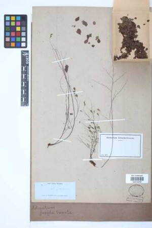 Adiantum fragile Sw.