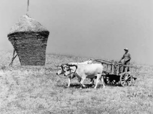 Mann auf Bauernkarren, von zwei weißen Ochen gezogen, in der südlichen Toskana