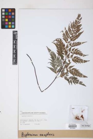Asplenium onopteris