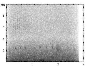 Höckerschwan | Cygnus olor - Ruf