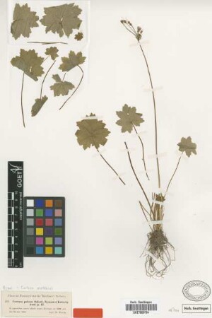 Cortusa pubens Schott, Nyman & Kotschy [isotype]