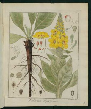 11r, Verbascum thapsiforme
