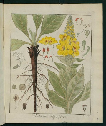 11r, Verbascum thapsiforme