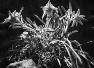 Alpen-Edelweiß (Leontopodium nivale subsp. alpinum Basionym Leontopodium alpinum), Pflanzenart aus der Familie der Korbblütler (Asteraceae)