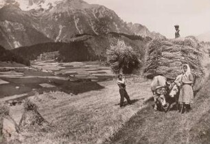 Tirol. Ernte im Hochalpental Nauders.