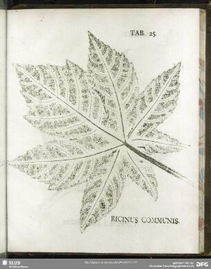 Tab. 25. Ricinus Communis. (gemeiner Wunderbaum)