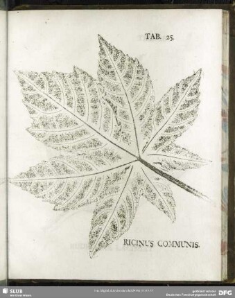 Tab. 25. Ricinus Communis. (gemeiner Wunderbaum)