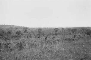 Landschaft : Blick über eine Vegetationslandschaft.