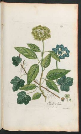 398. Hedera helix