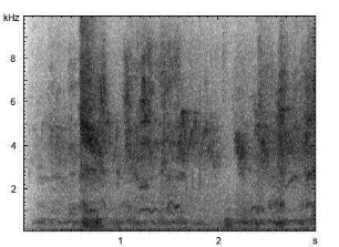 Hausschwein | Sus scrofa f. domestica - Ruf