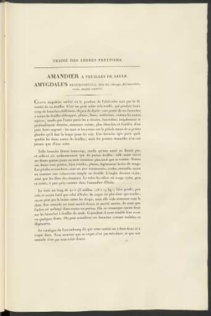 Amandier A Feulilles De Saule. Amygdalus Heterophylla, ...