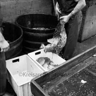 Abfischen: am alten Fischhaus: Fischer kippt Karpfen aus Kescher in Kunststoffkiste: Holzbottiche: im Vordergrund hölzerner Sortiertisch, 10. Oktober 1971