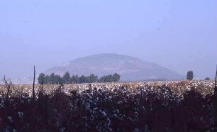 Baumwollfeld mit Tabor [Israel-Exkursion]