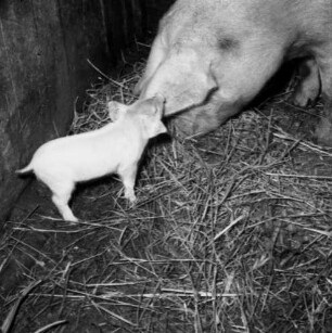 Schweinezucht (Ferkel Hutten). Sau mit ihrem Ferkel