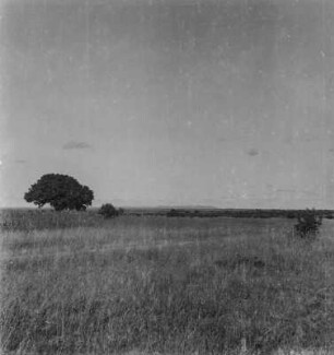 Landschaft : Einzelne Bäume auf einer Ebene bei Isaka