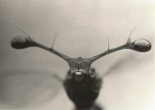 Afrikanische Fliege (Diasemopis silvatica). Kopfstück mit Stielaugen von vorn (6 : 1)