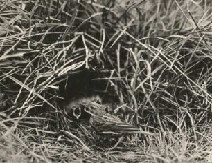 Wiesenpieper (Anthus pratensis L.) am Nest