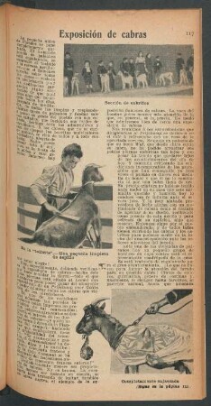 Exposición de cabras
