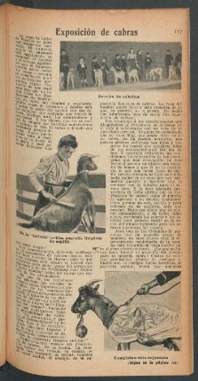 Exposición de cabras
