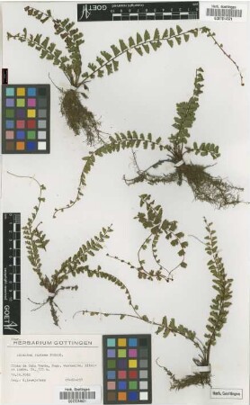 Adiantum incisum Forssk.