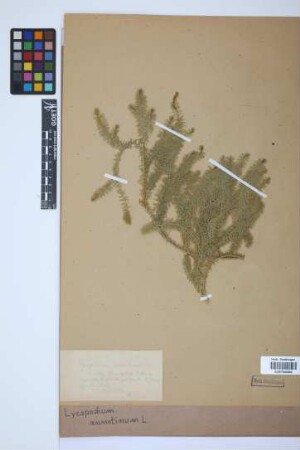 Lycopodium annotinum annotinum L.