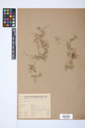 Selaginella marginata (Kunth) Spring