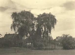 Dresden-Hellerau. Alte Weide auf der Ochsenwiese