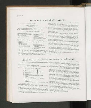 Abb. 40 Hinterwand der Trachea und Vorderwand des Ösophagus