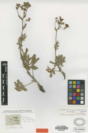 Potentilla laciniosa Willd. var. Griseb. pinnatifida[lectotype]