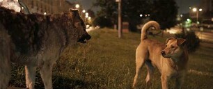 Space Dogs