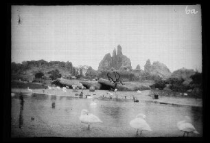 Hamburg: Flamingo- und Elefanten (?)-Gehege im "Tierpark von Hagenbeck in Stellingen"