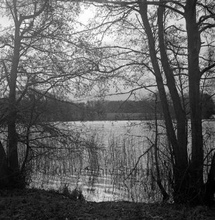 Hoisdorfer Teiche: Naturschutzgebiet: vorn Bäume und Schilf: am gegenüberliegenden Ufer Wald