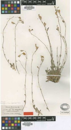 Silene leptoclada Boiss. [isotype]
