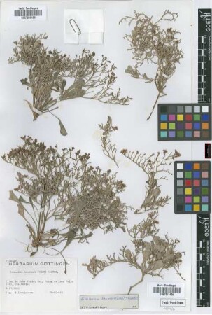 Limonium brunneri (Webb) O.Kuntze