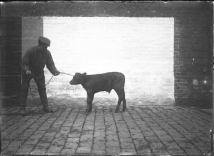 Roter Ostfriese, Rind, männlich