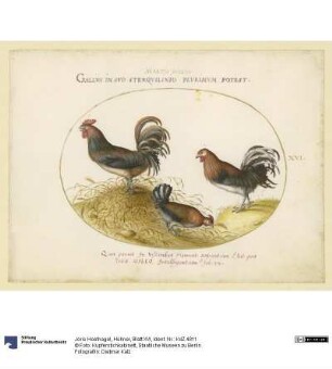 Hühner, Blatt XVI