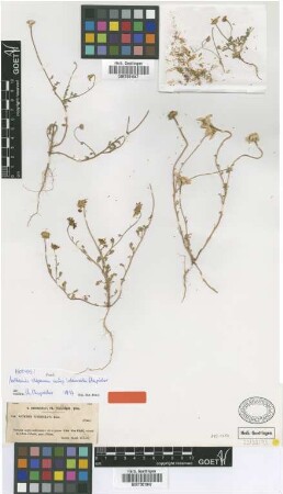 Anthemis tuberculata Boiss.