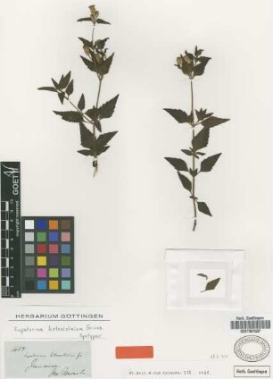 Eupatorium heteroclinium Griseb. [syntype]