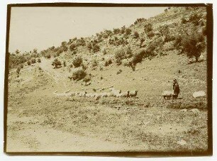 [Hirte mit Herde, wadi sir bzw. Wadi as-sir, Macchie von Kermeseichen]